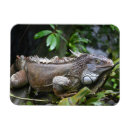 Buscar singapur imanes Fotografía