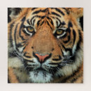 Buscar cara del tigre puzzles Salvaje