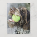 Buscar raza del perro postales Al aire libre