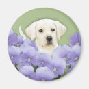 Buscar laboratorio amarillo imanes Recuperador de labrador
