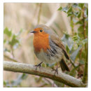Buscar petirrojo azulejos Pájaro