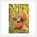 Buscar orangutan pegatinas Orangután