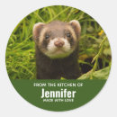 Buscar ferret pegatinas Divertido