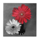 Buscar daisy azulejos Naturaleza