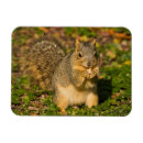 Buscar cr imanes Naranja