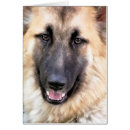 Buscar german shepherd tarjetas Perro