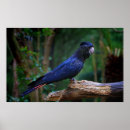 Buscar cockatoo posters Australia