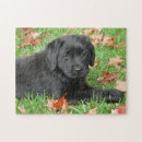 Buscar raza del perro puzzles General y unisex