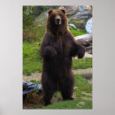 Buscar grisáceo posters Oso