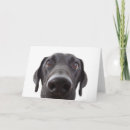 Buscar labrador negro tarjetas Animal