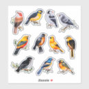 Buscar pájaros manualidades Animales lindos