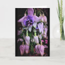 Buscar fucsia tarjetas Blanco