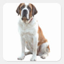 Buscar saint bernard pegatinas Cachorro