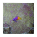 Buscar pescados amarillos azulejos Agua