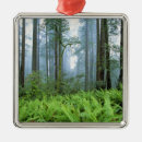 Buscar helecho adornos Follaje