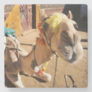 Buscar jinete posavasos Animal