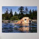 Buscar perro perdiguero posters Lindo