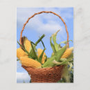 Buscar mazorca de maíz postales Amarillo