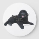 Buscar newfie posters Perrito