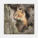 Buscar hueco imanes Hueco de árbol