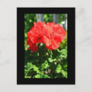 Buscar geranio rojo postales Colorido