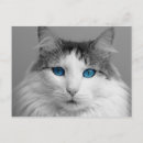 Buscar ojos de gato postales Esponjoso