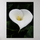 Buscar lilly posters Flor