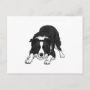 Buscar border collie postales Para amante de perros