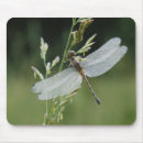 Buscar darner Adam jones