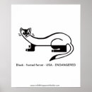 Buscar hurónes posters Polecat