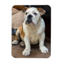 Buscar dogo casa hogar Perrito