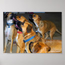 Buscar perro negro posters General y unisex