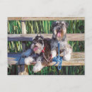 Buscar schnauzers postales Para todos