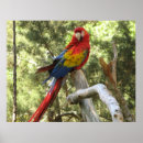 Buscar loros posters Animal