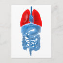 Buscar órganos internos postales Intestino