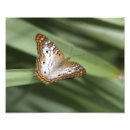 Buscar pavo real blanco posters Mariposa