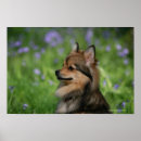 Buscar pomeranian arte Dwarf spitz