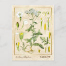 Buscar flecha postales Botánico