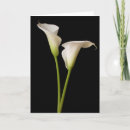 Buscar bulbo tarjetas Bulbo de flor