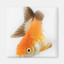 Buscar aletas imanes Sealife
