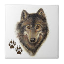Buscar lobo azulejos Naturaleza