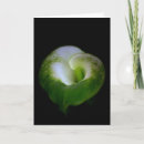 Buscar lirio de cala tarjetas Flor