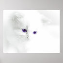 Buscar gatito suave posters Gato