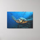 Buscar tortugas lienzos Costero
