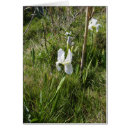 Buscar canna General y unisex