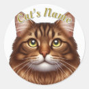 Buscar pelo marrón pegatinas De pelo largo