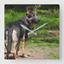 Buscar perro pastor relojes de pared Azul