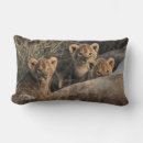Buscar leones africanos cojines Gatos salvajes