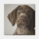 Buscar perros sin pelo imanes Pequeña empresa