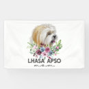 Buscar apso Cachorro